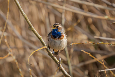Close-up of bluethroat perching on branch