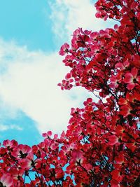 Low angle view of pink flowering tree against sky