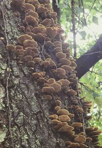 Low angle view of tree trunk