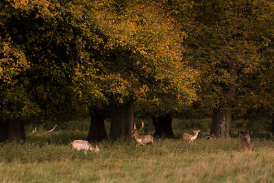 Trees on grass