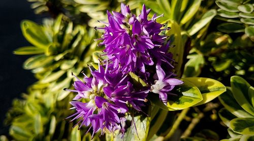 Close-up of purple flowers blooming outdoors