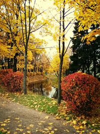 Autumn trees in park