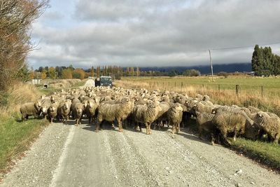 Sheep on country road