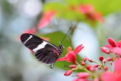 Close-up of butterfly perching on red flower