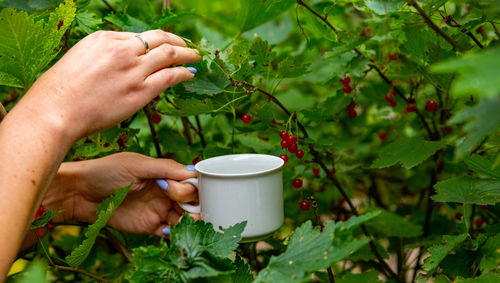 Female hands collect red currants from a bush in a white cup close-up no face