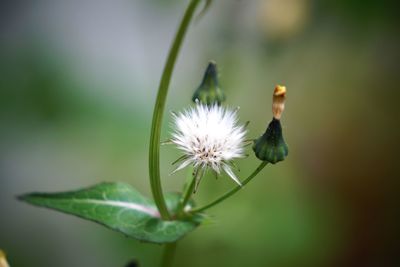 Close-up of flower on plant