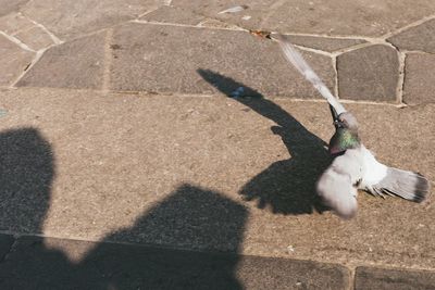 Low section of bird on shadow