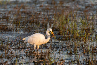 A great white egret standing in a marsh with a fish in its beak