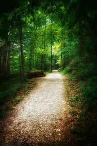 Footpath in forest