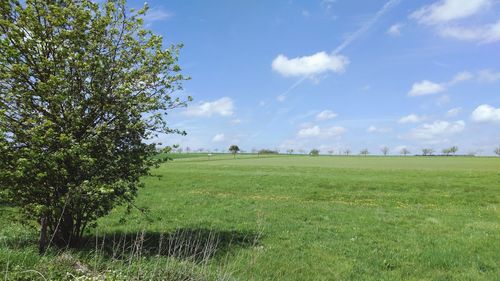 Scenic view of agricultural field against sky