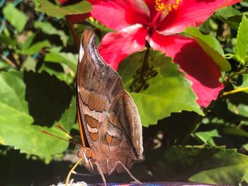 Close-up of butterfly on flower