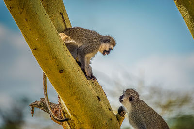 View of 2 monkeys discussion on tree