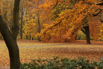 Trees in forest during autumn