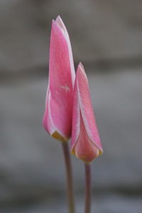 Close-up of pink lily