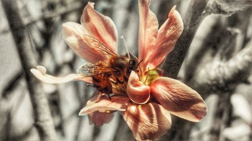 Close-up of insect on red flower