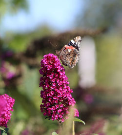 Butterfly pollinating on purple flower