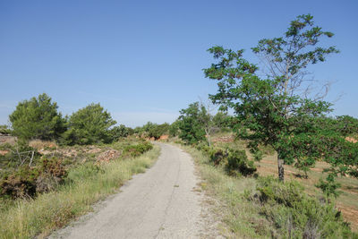 Road amidst trees against clear sky