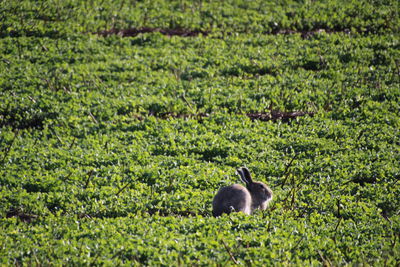 View of a bird on land