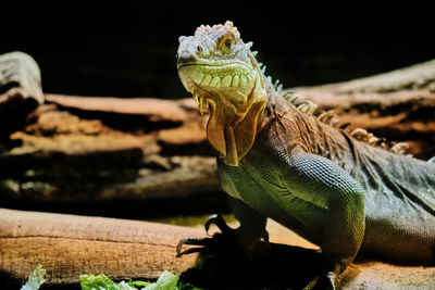 Close-up of iguana