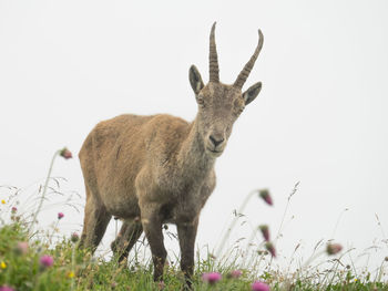 Deer standing on field against clear sky