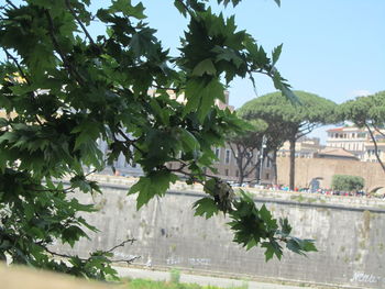 Trees and plants against sky