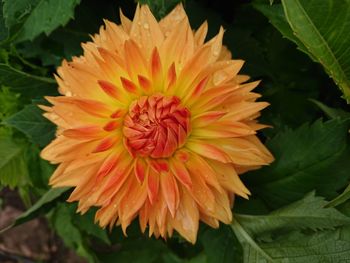 Close-up of orange flower