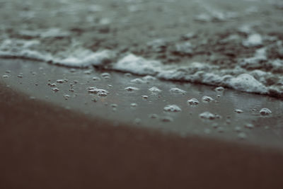 Close-up of raindrops on leaves during rainy season