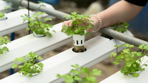 Midsection of person holding potted plant on table