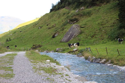 View of a sheep on a land