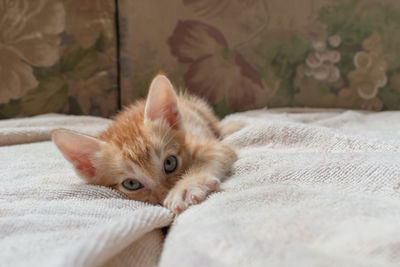 Portrait of kitten relaxing on bed