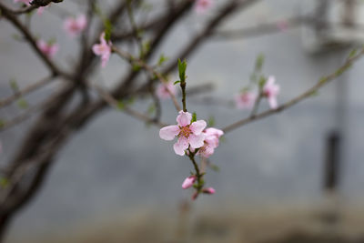 Close-up of pink cherry blossoms