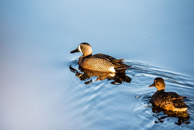 Ducks in a lake