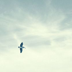 Low angle view of birds flying in sky