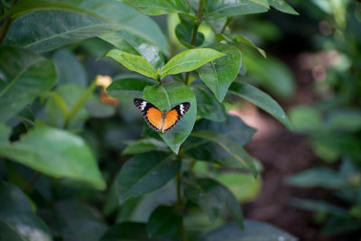 Close-up of butterfly on leaf