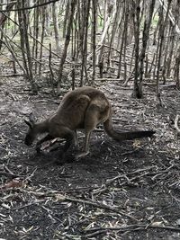 Deer in a forest