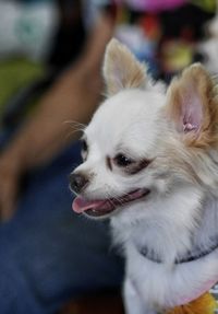 Close-up of a dog