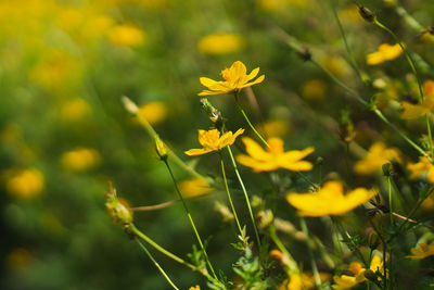 Close-up of yellow flowering plant