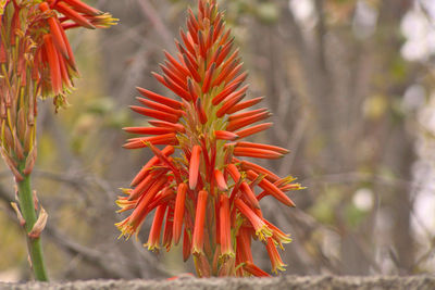 Close-up of red flowering plant