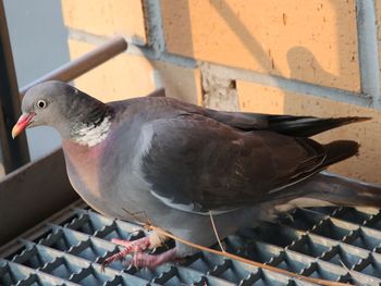 Close-up of pigeon perching on railing