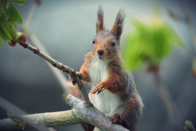 Close-up of squirrel on branch