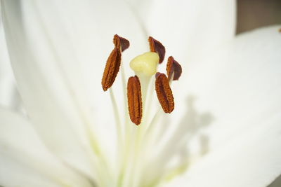 Close-up of white flowering plant