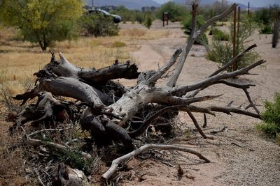 Close-up of dead tree