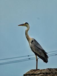 High angle view of gray heron perching against sky