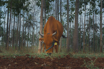 View of a horse on tree trunk in forest