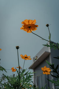 Low angle view of flowering plant against sky
