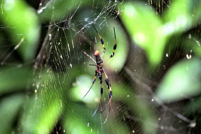 Close-up of spider and web