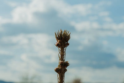 Close-up of wilted plant against sky