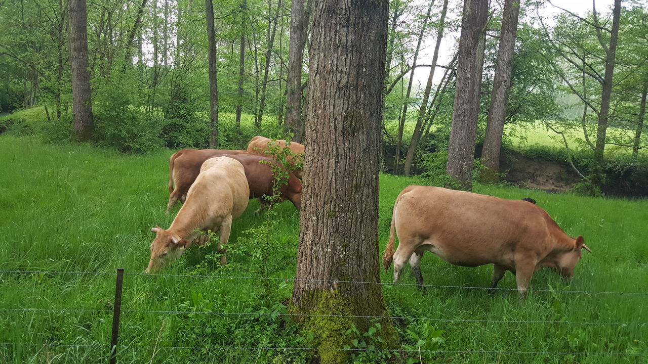 animal themes, mammal, grass, domestic animals, nature, no people, tree, growth, green color, field, livestock, day, young animal, outdoors, beauty in nature, togetherness