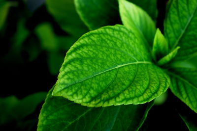 Close-up of green leaves