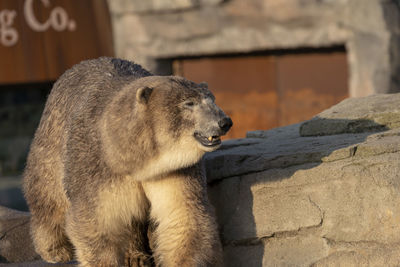 Cat looking away on rock in zoo